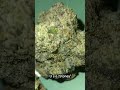 Amaretto Mintz THCA KING Thca Flower Indoor Review #thcaking #thcareview #new