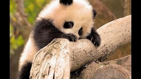 BO2 : 5 Man on Screen.