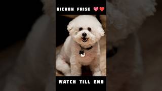 BICHON FRISE ❤ DOG  STATUS #shorts #viral #youtubeshorts #trending
