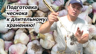 Обрезаем Чеснок После Уборки Для Закладки На Хранение.