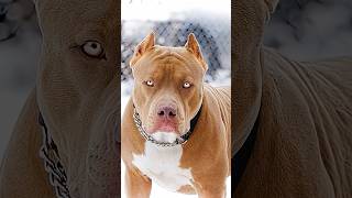 Pitbull Vs Hippopotamus @Dogeshbhai2580 # #pitbull #shorts #videos kaun jitega coment me bataye.