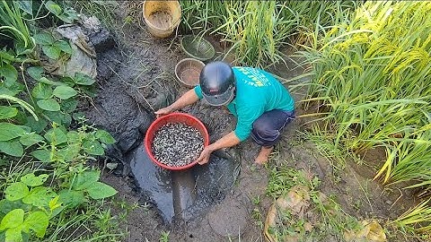 Giải cứu cá rô đồng mắc cạn (T98) gom xuống hố nhiều như tép luôn 