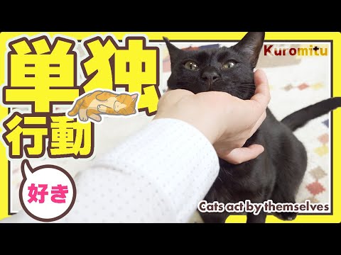 かわいい猫の単独行動