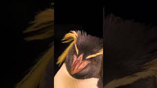 Macaroni Penguin