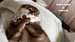 ジャグリングしてたら突然気絶しそうになったカワウソ　Otter Nearly Dozes Off While Juggling