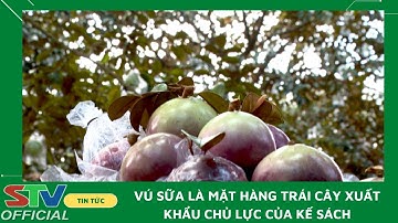 STV -  Vú sữa là trái cây xuất khẩu chủ lực của huyện Kế Sách
