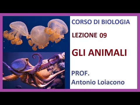 Video: Quando sono apparsi per la prima volta gli cnidari?