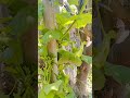 parrot sound #shortvideo #shorts #viralvideo #viral #youtubeshorts #ytshorts