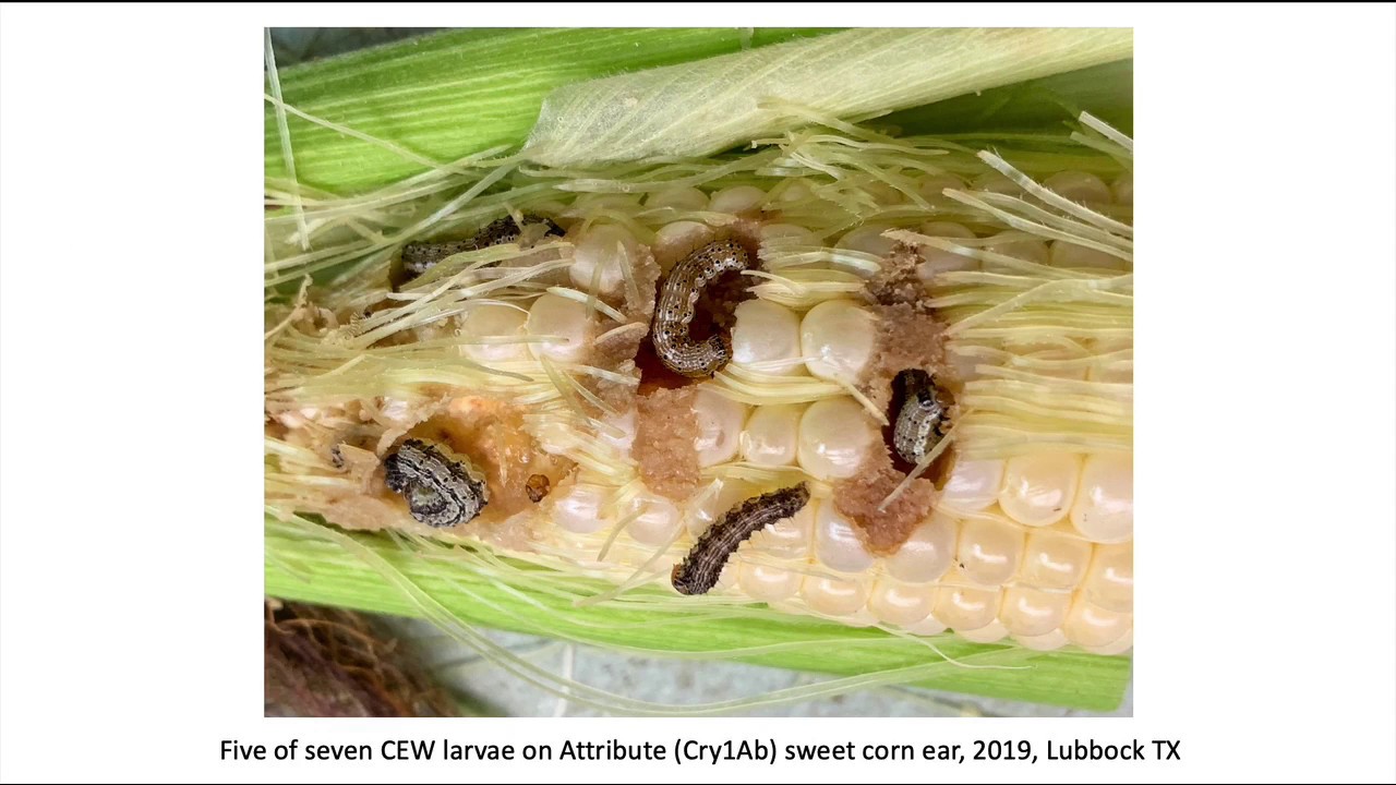 Status of corn earworm resistance to Bt corn as we start the 2020