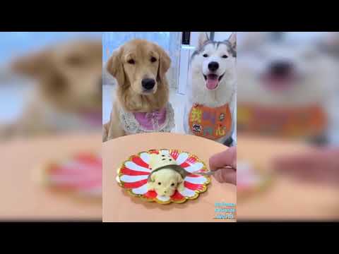 dog-reaction-to-dog-cake---funny-dog-cake-reaction-compilation