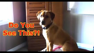Dog Shocked to see people with mask on