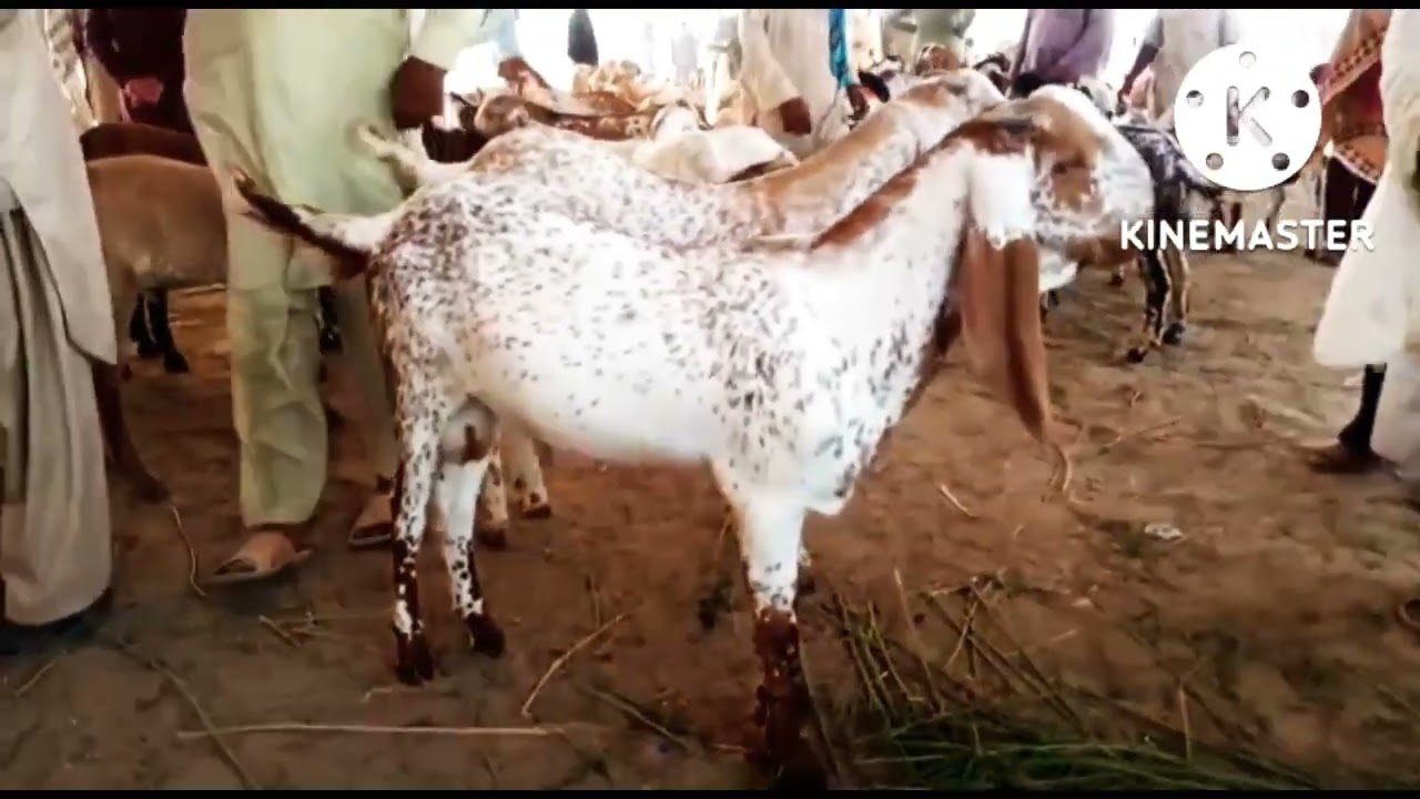 Dara wala 75 mod Bakra Mandi