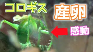 Rare!!!] Leaf-rolling crickets - Prosopogryllacris japonica have