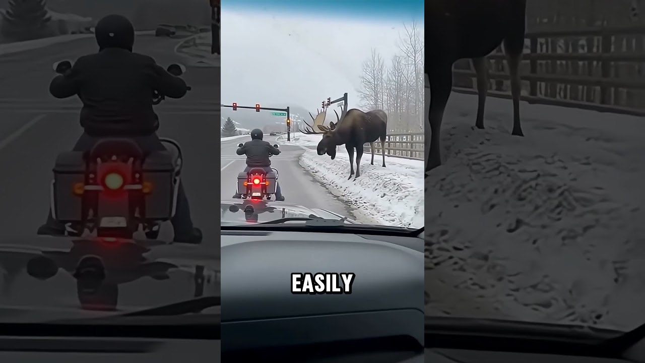 Mind-Blowing Insane Animal Facts That Sound Like a Lie! 