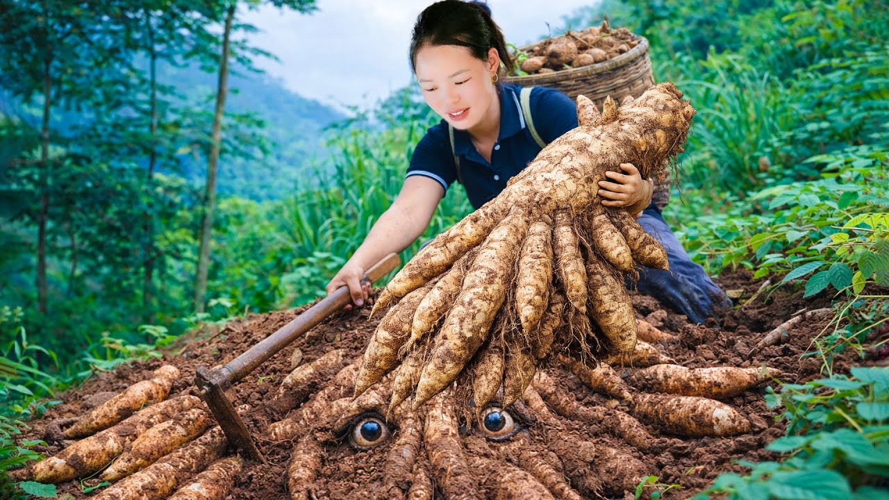 Harvesting giant cassava, catching snails to sell at the market, cooking them as pig feed