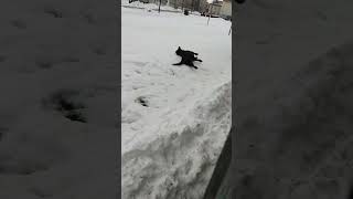 Лабрадор в снегу