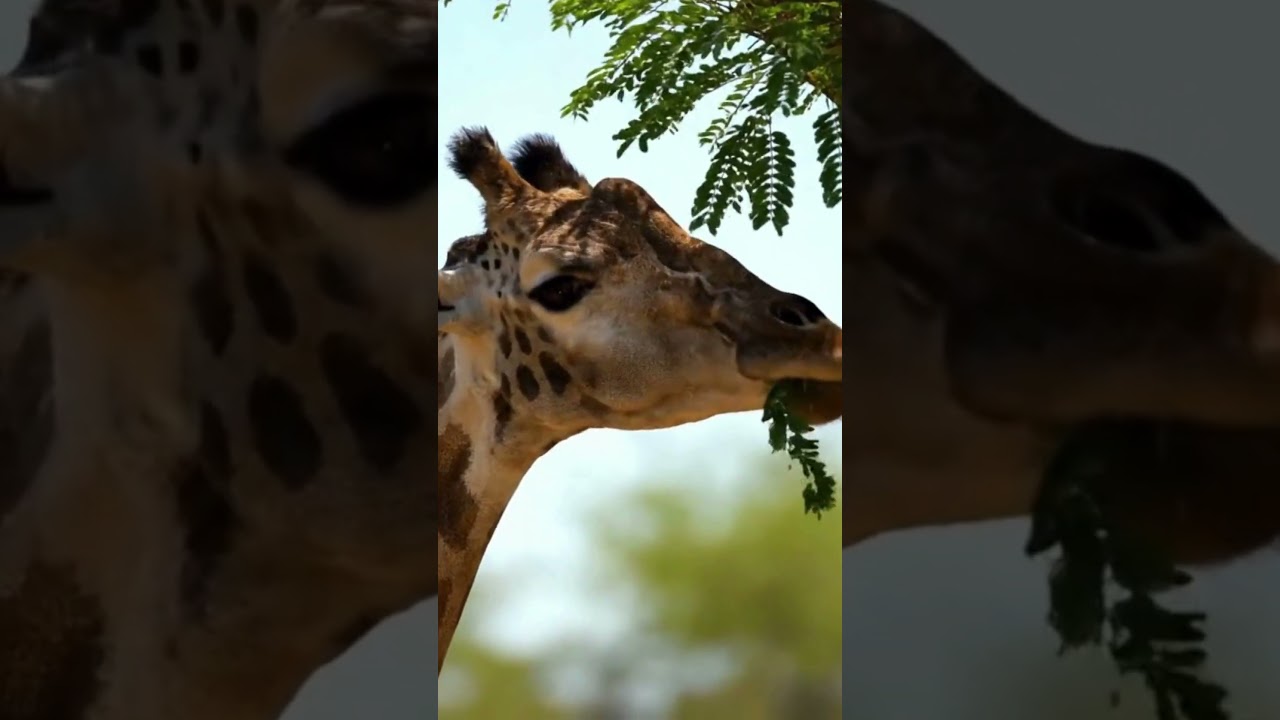 Gentle Giant Giraffe Eating Leaves 🦒🌿