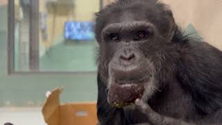 Chimpanzee Enrichment Clips