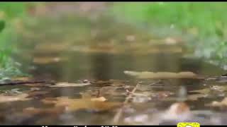 تلاوة خاشعة.. القارئ:تميم الريمي.. #واتساب_ذكرني..