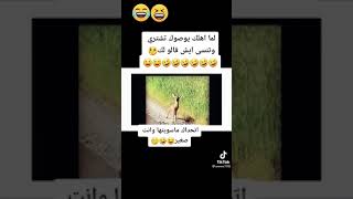 هههههه شاهد واضحك 