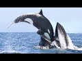 Selbst große Wale haben Angst vor diesem wahnsinnigen Tier