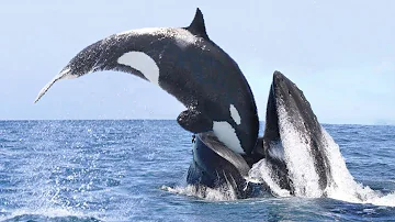 Welcher Wal ist gefährlich?