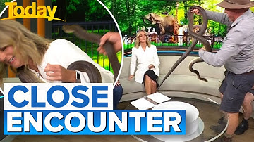 Snake gets way too close for Aussie host | Today Show Australia