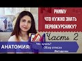 РНИМУ // Что нужно знать первокурснику? Часть 2: Анатомия