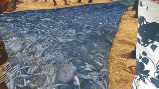 Freshly Caught Fish from the Sea (Keta, Ghana)