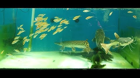 Red tail catfish and aligator garfish - Cá hồng vỹ và cá sấu hỏa tiễn #aligatorgar #garfish