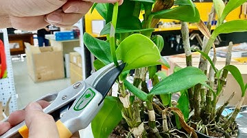 Kéo cắt cành trợ lực cán nhôm Ø24 mm FERVI Italia giá 350K mã hàng 0863