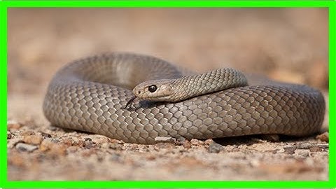 Những loài rắn nguy hiểm nhất thế giới