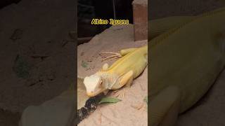 Albino Iguana