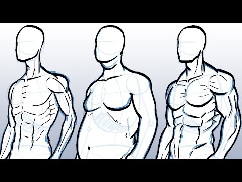 Cristina's PE Blog: How to draw the male/female figure and torso muscles?