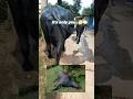 Tere bin ! #rip #buffalo #hearttouching #animals #brokenheart #pain #sadvideo #emotional #imcrying