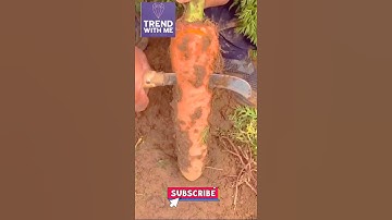 #shorts #viral satisfying video ever 🥰