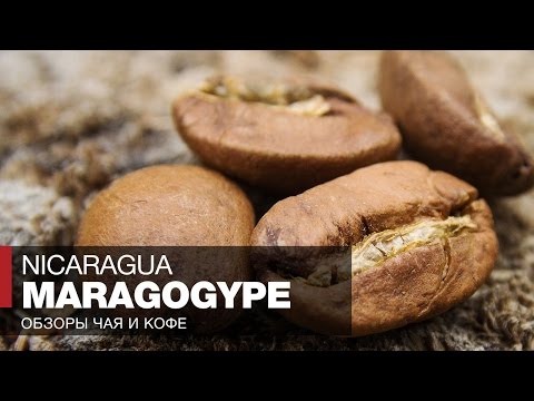 Video: Maragogype - күтүүсүз кофе мутанты