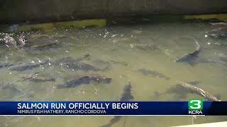 Watch the fish go up Nimbus Fish Hatchery ladder