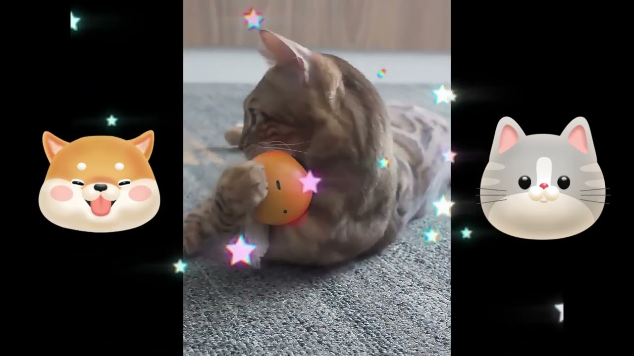 Interactive Pet Toys: Stimulating Your Pet's Mind and Body