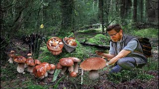 GIANT Mushrooms (2023). Picking WILD MUSHROOMS 2023, Extreme Boletus Mushrooms, mushrooms picking.