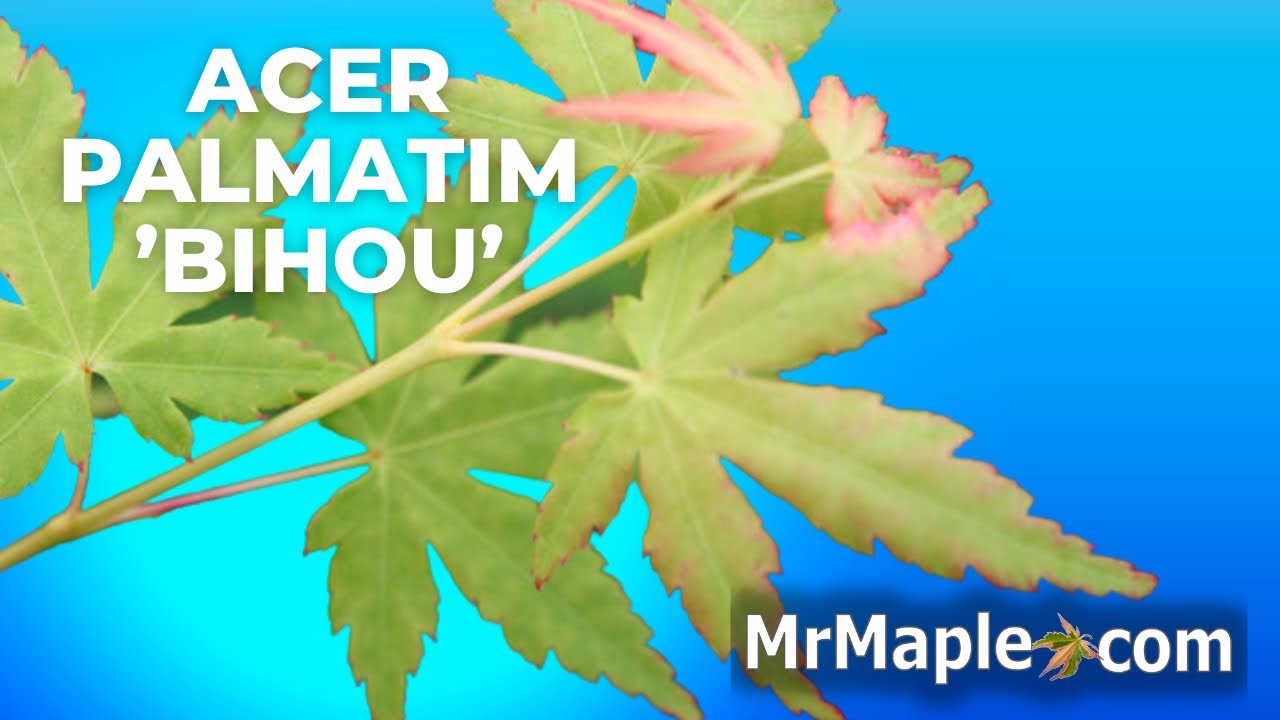 Acer Palmatum Bihou Yellow Bark Japanese Maple MrMaple Clips acer-palmatum-bihou-yellow-bark-japanese-maple-mrmaple-clips