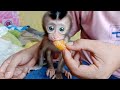 I will continue to teach baby monkey mobi to be able to bite and eat fruit