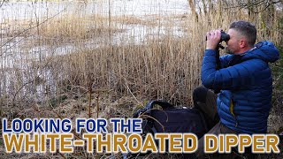 Exploring the Flooded River: Finding Birdlife Along an Old Railway