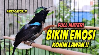 MASTERAN KOLIBRI NINJA GACOR FULL ISIAN BELALANG EMAS, PANCINGAN AMPUH BIKIN EMOSI KONIN LAWAN