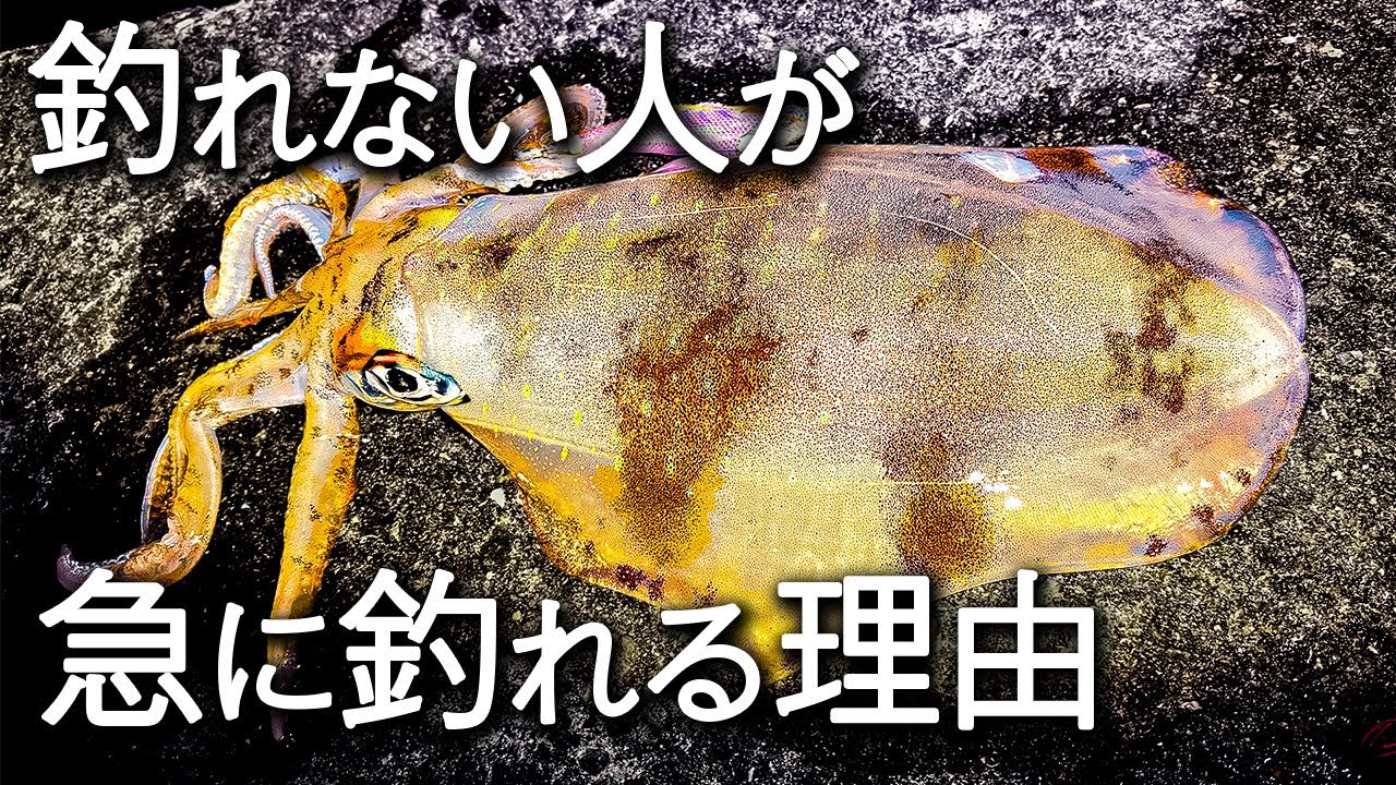エギング】初心者が“釣れる人”に変わる方法がすごすぎる - YouTube