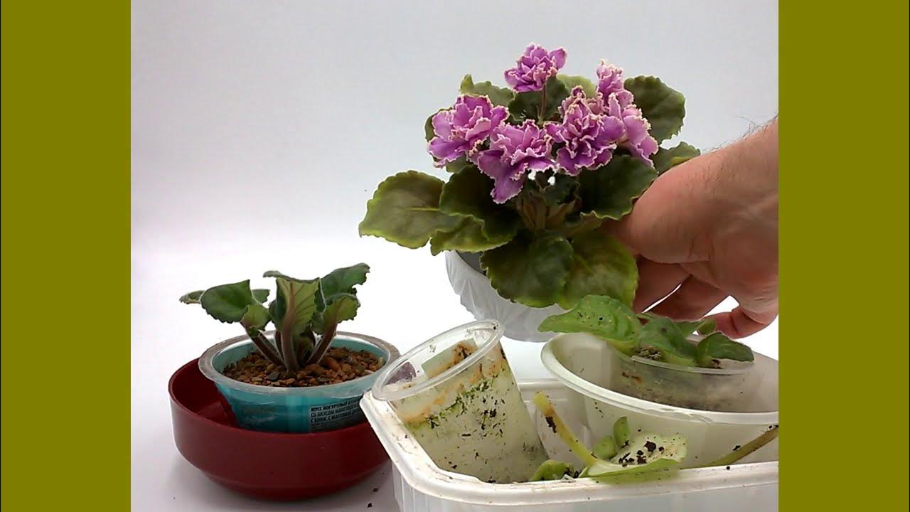 узамбарская фиалка размножение листом. черенкование фиалки листом. детки сортовых фиалок. стаканчики для фиалок. сенполия в горшке коричневым.