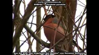 Der Gimpel (Dompfaff) im Wald - Pyrrhula pyrrhula