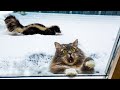 😂 Awesome Funny Cats 😸 And 🐶 Dogs  -  Best Of The Best Funniest And Cute Pet Videos