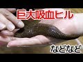 珍生物を100種類以上飼育するYoutuberの部屋がヤバ過ぎた…!