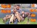 Thăm Mộ PITBULL Thợ Săn Số 1 Việt Nam | Săn Bắt Ẩm Thực Vùng Cao| Đại 87